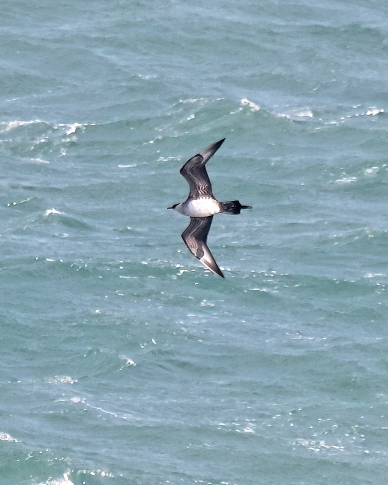 Arctic skua